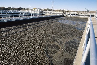 【干貨】泥齡導(dǎo)致的氨氮超標(biāo)？那這種情況該如何處理呢？